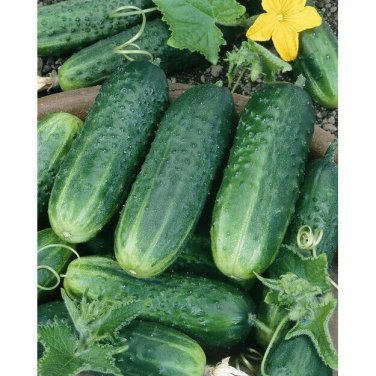 Carolina Cucumber Seeds 50+ Vegetable Garden Pickling NON-GMO