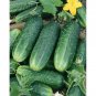 Carolina Cucumber Seeds 50+ Vegetable Garden Pickling NON-GMO