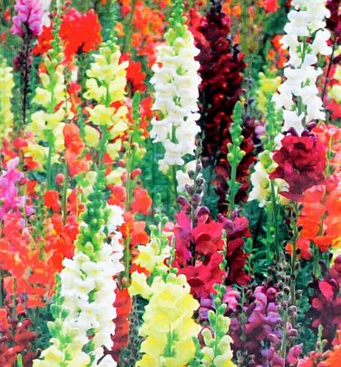 Snapdragon Tall Mix Seeds 2500+ Tall Flower Mixed