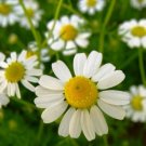 German Chamomile Seeds 2500+ Herb Medicinal Fragrant Groundcover ANNUAL