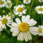 German Chamomile Seeds 2500+ Herb Medicinal Fragrant Groundcover ANNUAL