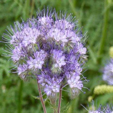 Lacy Phacelia Seeds