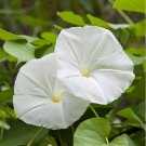 Morning Glory Pearly Gates Seeds