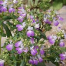 Collinsia Chines Houses Seeds