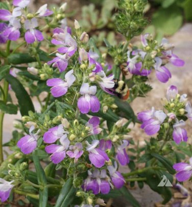 Collinsia Chines Houses Seeds