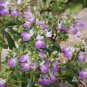 Collinsia Chines Houses Seeds