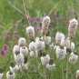 White Prairie Clover Seeds