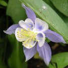 Blue Rocky Mountain Columbine Seeds