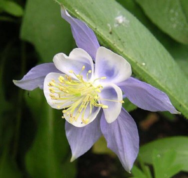 Blue Rocky Mountain Columbine Seeds