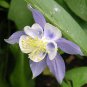 Blue Rocky Mountain Columbine Seeds