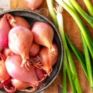 Nero Shallot Sets (Bulbs) Traditional Round Onion Set Seed