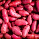 Red French Fingerling Seed Potatoes