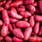 Red French Fingerling Seed Potatoes