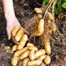Banana Yellow Fingerling Seed Potatoes