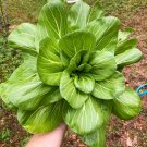 Bok Choy Seeds