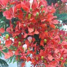 15 Royal Poinciana Tree Seeds