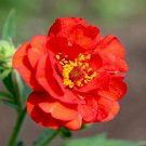 100 Crimson Ocean Avens Seeds
