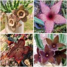Stapelia Seeds Mix 10 Seeds