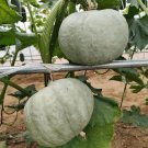 Fresh Silver Chestnut Pumpkin Seeds Gourmet Quality Reliable Variety