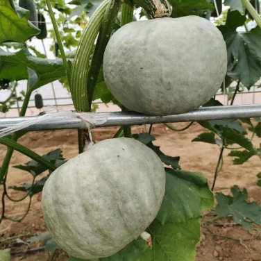 Fresh Silver Chestnut Pumpkin Seeds Gourmet Quality Reliable Variety