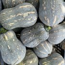 Fresh Peanut Pumpkin Seeds Unique Shaped Sweet Powdery Flesh Ideal