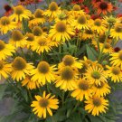 Fresh Echinacea purpurea Mellow Yellows – Yellow Coneflower Seeds