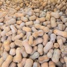 Fresh Pillow Pumpkin Seeds Distinctive Pillow Shape Sweet Fragrant Flesh