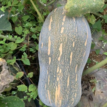 Fresh Baby Pumpkin Seeds Small gourd shape continuous harvest ideal