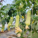 Fresh Xiangyubai Luffa Seeds F1 Hybrid High Yielding Continuous Harvest
