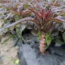 Fresh Dawn Red Lettuce Seeds Aromatic Winter Variety High Yield Disease Resistant