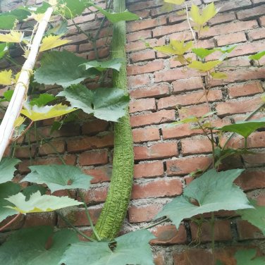 Fresh Giant No.1 Extra long Luffa Seeds F1 Variety Yield