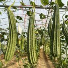 Fresh Traditional Angled Luffa Seeds Long Straight Fruits Crisp Tender Flavor