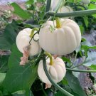 Fresh White Baby Pumpkin Seeds High Yielding Sweet Tasting and Ornamental