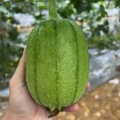 Fresh Apple Luffa Seeds Short Cylindrical Shape Thick Flesh