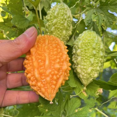 Fresh Small Spiny Bitter Melon Seeds Compact Vine Sweet Aril Edible Fruit