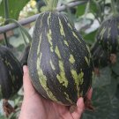 Fresh Fragrant Taro Pumpkin Seeds Unique Sweet Flavor High Yield Easy to Grow