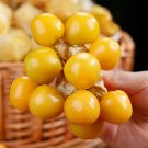 Fresh Groundcherry Seeds F1 Hybrid High Yield Long Harvest Sweet Flavor