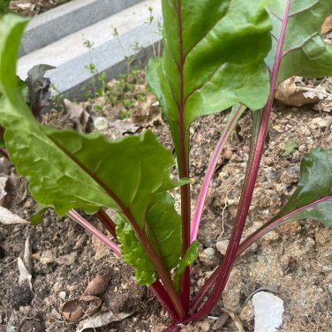Fresh Red Stemmed Chard Seeds High Yield Adaptability
