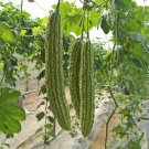 Fresh Lvjinlong Bitter Melon Seeds Disease Cold Resistant Variety