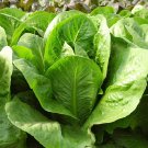 Fresh Romaine Lettuce Seeds Upright and Reliable Harvests