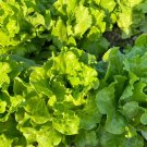 Fresh Italian Slow Bolt Lettuce Seeds High Yielding Adaptable Premium Variety