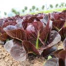 Fresh Purple Roman Lettuce Seeds Fast Growing Nutrient Rich Salads Soups