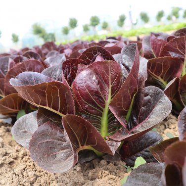 Fresh Purple Roman Lettuce Seeds Fast Growing Nutrient Rich Salads Soups