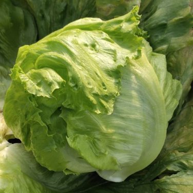 Fresh Caesar Crisphead Lettuce Seeds s EngineeredProfessional Growers