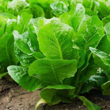 Fresh Green Peacock Lettuce Seeds Low Fiber Nutrient Rich Balconies