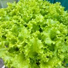 Fresh Big Speed Lettuce Seeds Nutritious IdealGrowers and ers