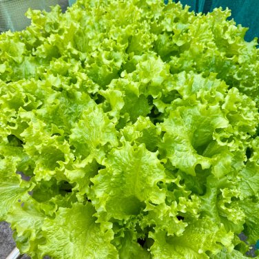 Fresh Big Speed Lettuce Seeds Nutritious IdealGrowers and ers