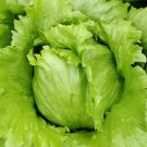 Fresh Green Ball Lettuce Seeds Ideal for Home Garden and Commercial Farming