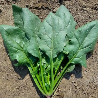 Fresh Japanese Large Leaf Spinach Seeds High Yield Spring Autumn