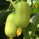Fresh Jade Maiden Cucumber Seeds High Yield Disease Resistant IdealFresh Eating